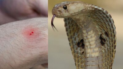 சேலத்தில் வீட்டிற்குள் புகுந்த பாம்பை பிடிக்க முயன்ற இளைஞர்: கட்டை விரலில் விஷம் ஏறி பலி