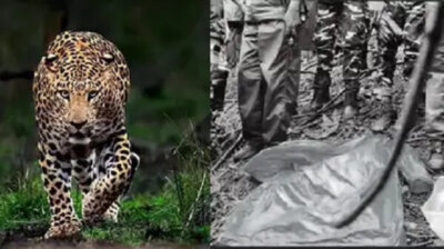 வீட்டில் தூங்கி்க் கொண்டிருந்த 4 வயது சிறுவனை தாக்கிய புலி: மருத்துவமனையில் தீவிர சிகிச்சை