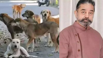 தெரு நாய் பிரச்சனை: தீர்வு கூறிய கமல்ஹாசன்