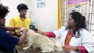 2,552 செல்லப் பிராணிகளுக்கு தடுப்பூசி, ‘மைக்ரோ சிப்’ சென்னை மாநகராட்சி சார்பில் பொருத்தப்பட்டது