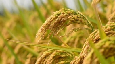 பயிர் விளைச்சலில் சாதனை: 34 விவசாயிகளுக்கு விருது