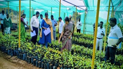 புதுப்பாக்கம் ஊராட்சி நாற்றங்கால் பண்ணையில் வளர்க்கப்படும் மரக்கன்றுகள்: கலெக்டர் ஆய்வு