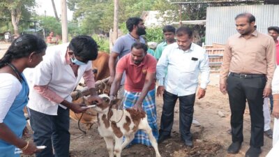 கடலூரில் கோமாரி நோய் தடுப்பூசி முகாம்: கலெக்டர் சிபி ஆதித்யா துவக்கி வைத்தார்