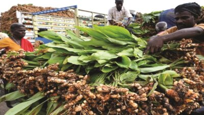 கரும்பு, மஞ்சள், இஞ்சி கொத்து வரத்து அதிகரித்தது கோயம்பேட்டில் பொங்கல் விற்பனை களைகட்டியது