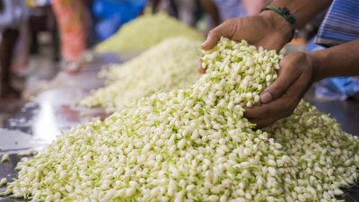 செட் வேகத்தில் உயர்ந்த மல்லிகை பூ விலை: கிலோ ரூ. 10 ஆயிரத்திற்கு விற்பனை