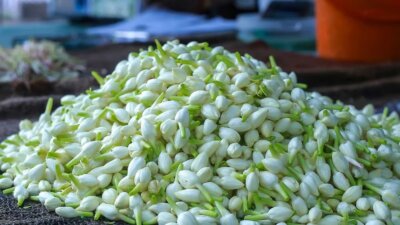 சங்கரன் கோவிலில் மல்லிகை பூ கிலோ ரூ. 7500